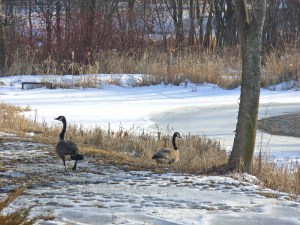 Gregory and Grace Goose approach pond