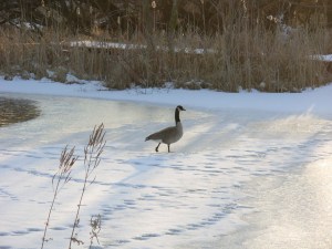 Gilbert walking alone