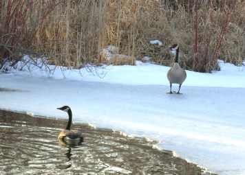 Gilbert and Gloria Goose on Whispering Pond