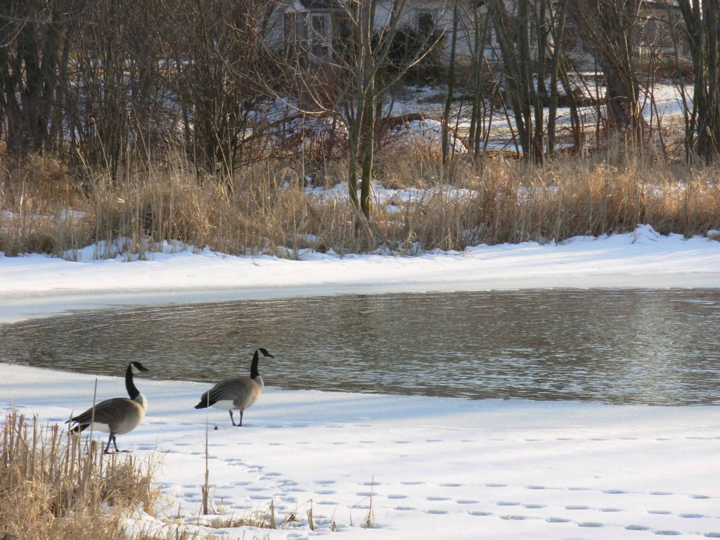 Geese returning to Whispering Pond
