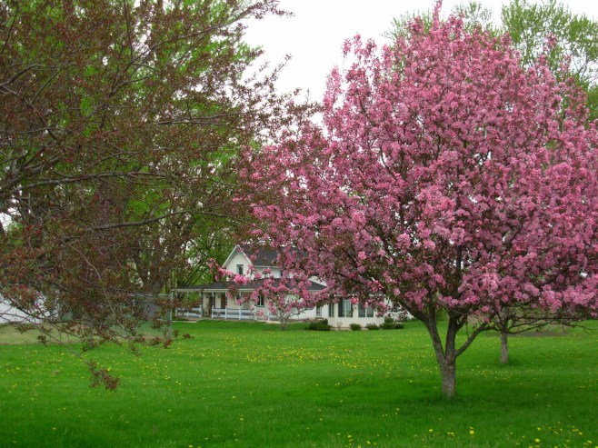 Whispering Winds Flowering Crab