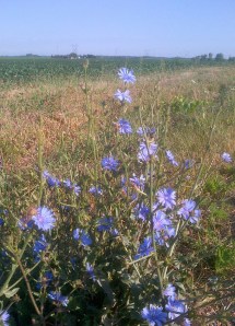 Wildflowers along Highland Drive - our country road