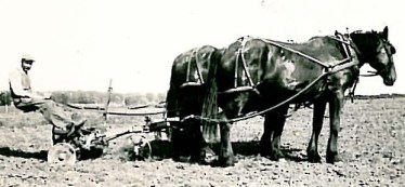 Marian's grandfather, Martin Kenseth, plowing with horses.