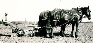 Martin Kenseth plowing with horses