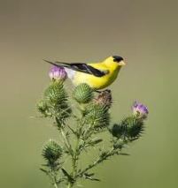 Goldfinch on purple thistle