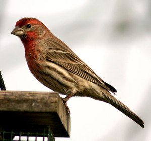 Fred H Finch often sings from the railing of our deck.