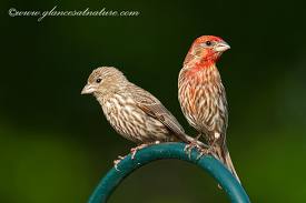 House Finch Pair 2