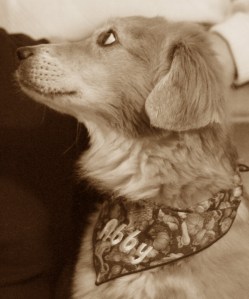 Abbey is a good listener.