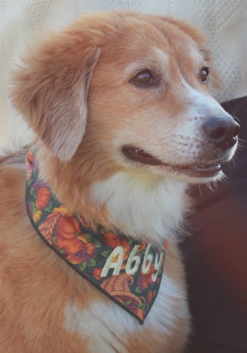 Abbey Profile 2