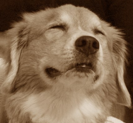 Abbey eyes closed-praying