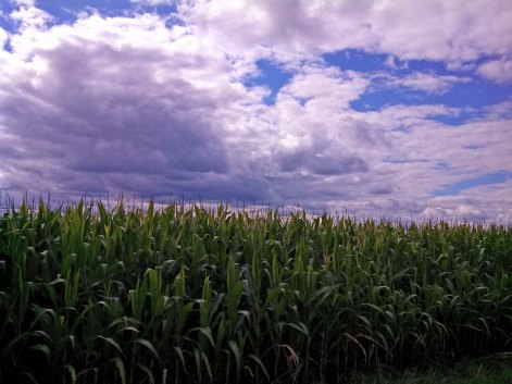 Clouds over Cornfield