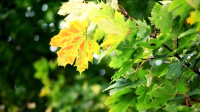 Yellow Leaves on Green Tree