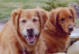 "Sisters" - Holly and Sadie.