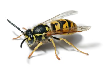 Wasp 1