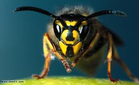 Wasp face 2