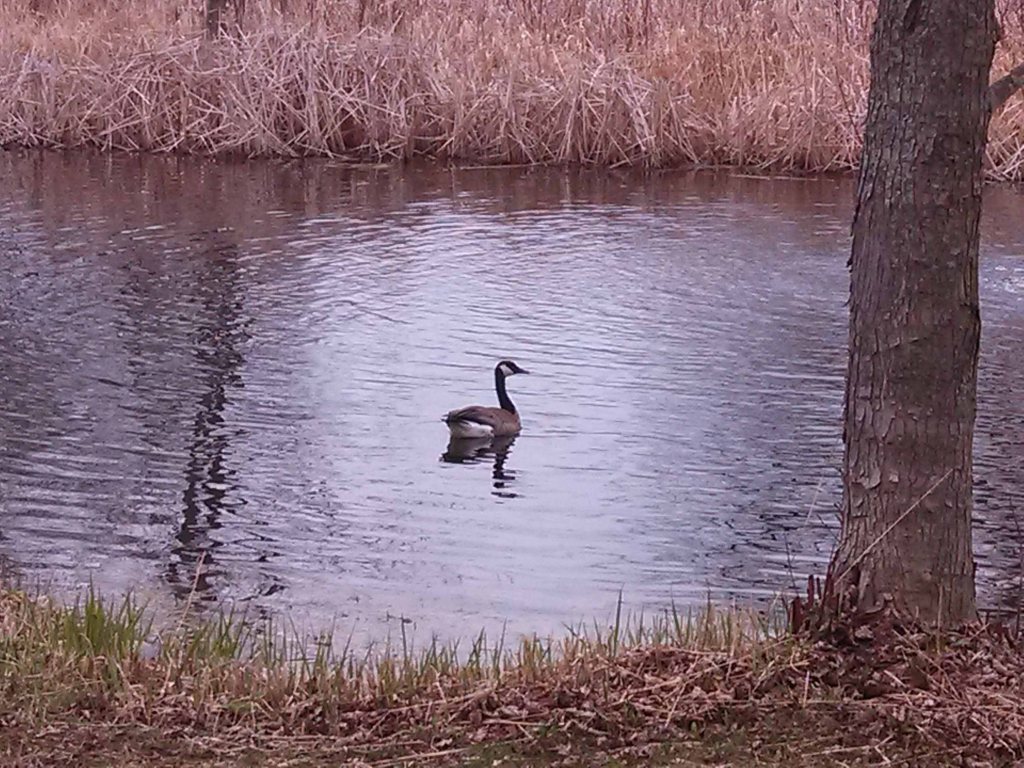 1 goose 04-21-14