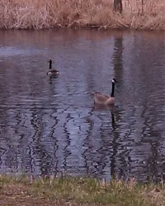 2 geese 04-21-14