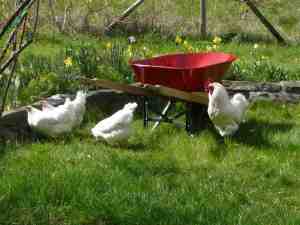 red-wheelbarrow white chickens