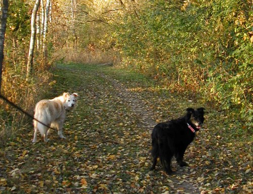 Megabyte (left) and Maia