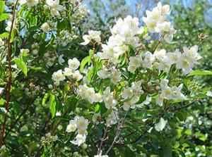 mock orange blossoms