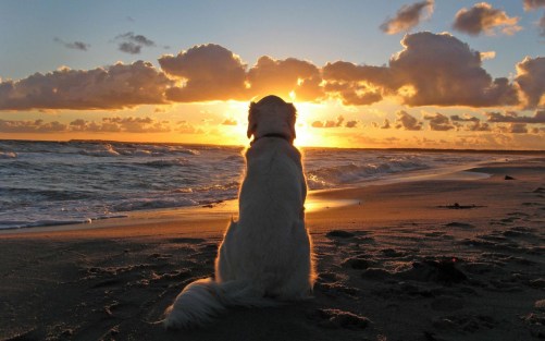 sunset-with-dog-picture