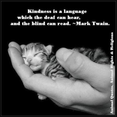 kindness kitten