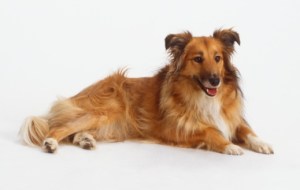 I couldn't find any of my own pictures of Teddy, but this what I remember him looking like.