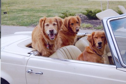 Family dogs out for a ride in my brother's car