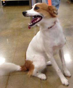 Floey adoption photo