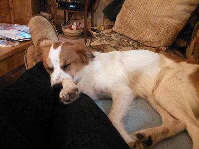 Floey resting on my legs at the end of her adoption day.