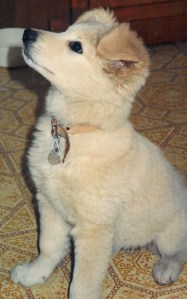 Megabyte as puppy