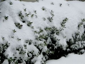 snow on bushes