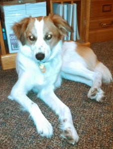 Floey waiting for me to finish writing this blog post so we can go for another walk.
