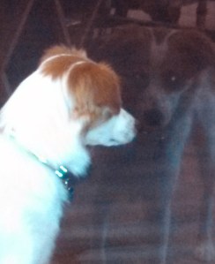 Floey reflection closeup