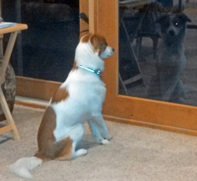 Floey sitting w patio door reflection