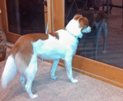 Floey standing w patio door reflection adj