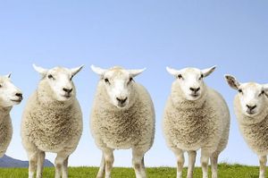 Counting Sheep