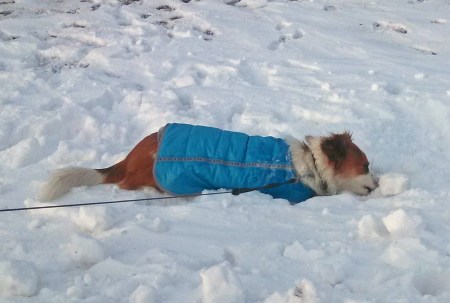 Floey playing in snow