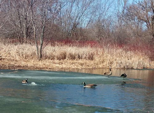 4 geese on pond