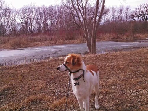 Floey beside pond 03-16-15