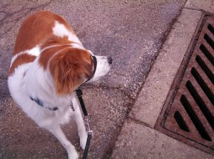 Floey beside sewer grate