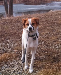 Floey facing camera - icy pond behind