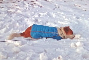 Floey playing in snow adj