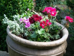 concrete flower pot w petunias