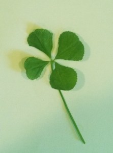 The four-leaf clover from the dog pen