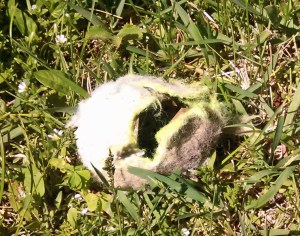 A broken tennis ball was the only toy in the dog pen.