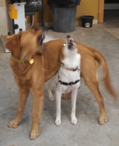 Lucy and Floey discussing the rules of their game when they were playing in The Carpentry Shop a few weeks ago.