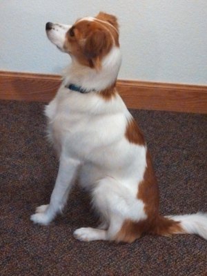 Floey sitting - profile