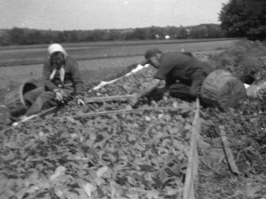 Mom and Dad pulling tobacco plants