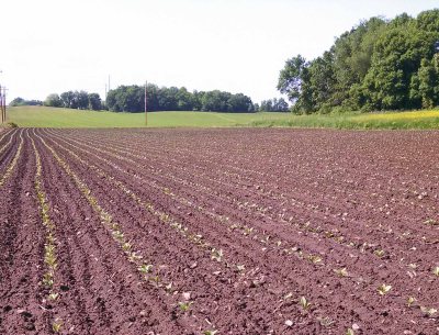 A freshly planted tobacco field.